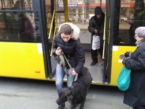 Лабрадор-ретривер, Посадка-высадка с собакой из общественного транспорта
