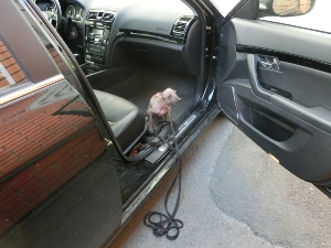Ксолоитцкуинтли – мексиканская голая собака в ногах на переднем сидении ждет разрешения на выход из машины