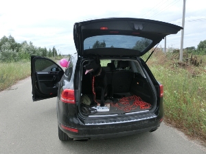Немецкая овчарка в багажнике автомобиля
