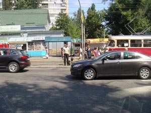 Собака, находясь у дороги, не паникует при виде транспорта, Киев
