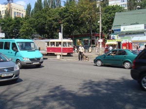 Внимание собаки на хозяина при приближении к проезжей части, Киев