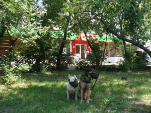 Собака у магазина - собака-защитник (на привязи), Киев
