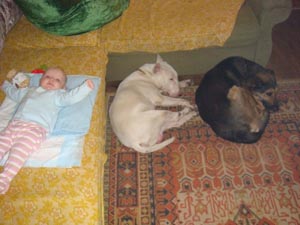 Воспитанные собаки и ребенок – никаких проблем
