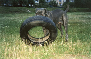 Корд колеса опасен для зубов собаки