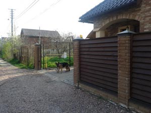 дрессировка, собака не выбегает за ворота, Киев